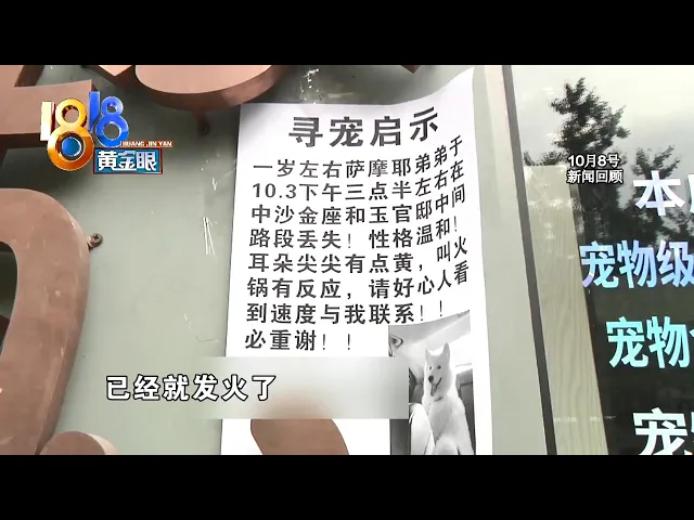 【1818黄金眼】宠物寄养被弄丢 后续: 店老板想说明细节 弄丢狗的朋友回应